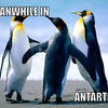 Meanwhile-in-antartica-ed04da