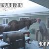 Meanwhile-in-norway-d6c223